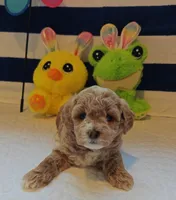Thor (Micro/Petite Goldendoodle-Cavapoo), a male Cavapoo and Miniature Goldendoodle for sale in Dallas, TX – Photo 7 of 10