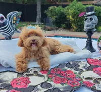 Cooper Toy Cavapoo, a male Cavapoo and Poodle - Toy  for sale in Dallas, TX – 9 of 10