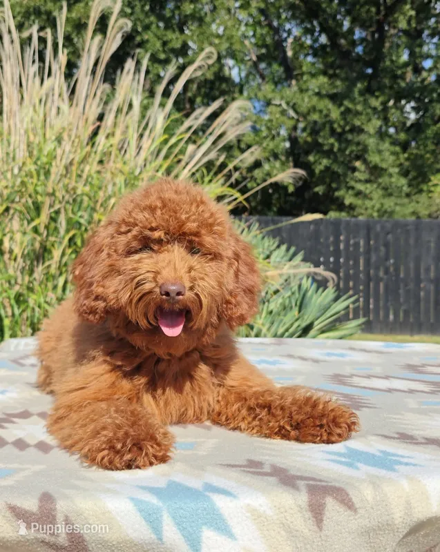 Tillie (Goldendoodle-Cavapoo) – Cavapoo, Miniature Goldendoodle puppy for sale in Dallas, TX