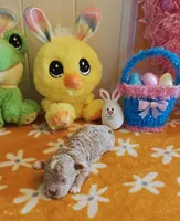 Taylor (Toy Cavapoo), a female Cavapoo and Poodle - Toy  for sale in Dallas, TX – Photo 6 of 10