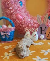 Taylor (Toy Cavapoo), a female Cavapoo and Poodle - Toy  for sale in Dallas, TX – Photo 2 of 10