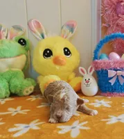 Taylor (Toy Cavapoo), a female Cavapoo and Poodle - Toy  for sale in Dallas, TX – Photo 9 of 10