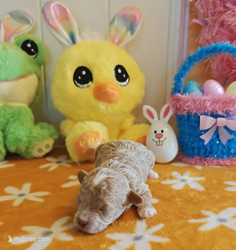 Taylor – Cavapoo, Poodle - Toy  puppy for sale in Dallas, TX