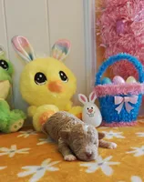 Taylor (Toy Cavapoo), a female Cavapoo and Poodle - Toy  for sale in Dallas, TX – Photo 8 of 10