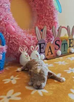 Taylor (Toy Cavapoo), a female Cavapoo and Poodle - Toy  for sale in Dallas, TX – Photo 3 of 10