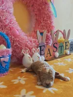 Taylor (Toy Cavapoo), a female Cavapoo and Poodle - Toy  for sale in Dallas, TX – Photo 7 of 10