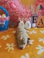 Taylor (Toy Cavapoo), a female Cavapoo and Poodle - Toy  for sale in Dallas, TX – Photo 5 of 10