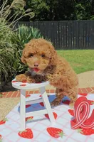 Brittany (Toy Cavapoo), a female Cavapoo and Poodle - Toy  for sale in Dallas, TX – 3 of 10