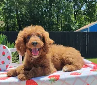 Joy (Miniature Goldendoodle-Cavapoo), a female Cavapoo and Miniature Goldendoodle for sale in Dallas, TX – 3 of 9