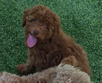 Tillie (Micro/Petite Goldendoodle-Cavapoo), a female Cavapoo and Miniature Goldendoodle for sale in Dallas, TX – 7 of 10