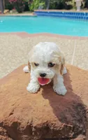 Shia, a male Cavapoo and Miniature Goldendoodle for sale in Dallas, TX – 10 of 10
