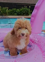 Xavier (Toy Cavapoo), a male Cavapoo and Poodle - Toy  for sale in Dallas, TX – 10 of 10