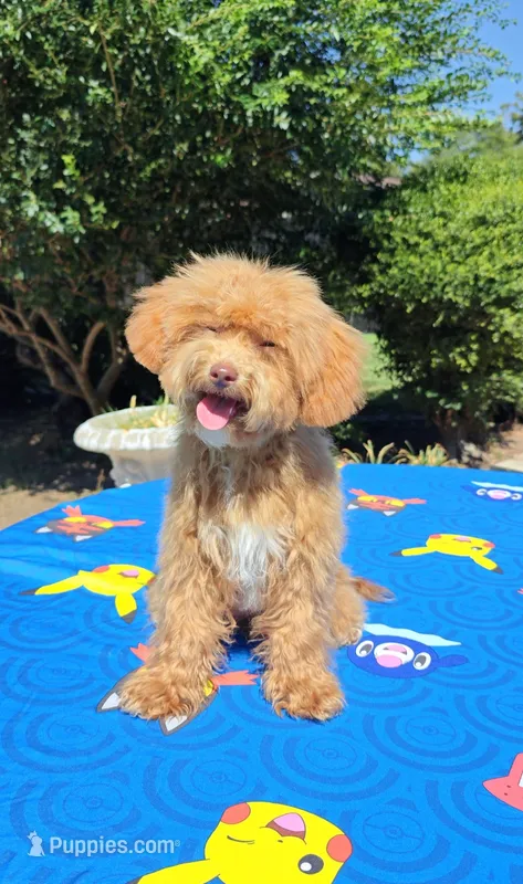 Flexible financing available ☎️817-917-0564📱 – Cavapoo, Miniature Goldendoodle puppy for sale in Dallas, TX