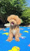 Flexible financing available ☎️817-917-0564📱, a  Cavapoo and Miniature Goldendoodle for sale in Dallas, TX – 1 of 3