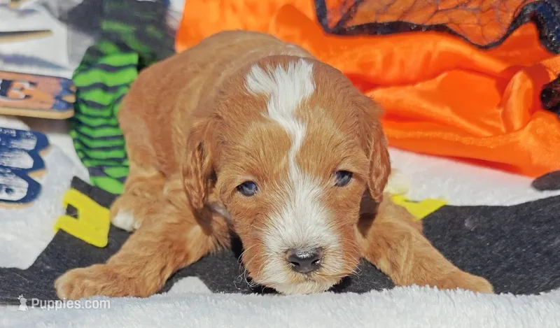 Buzz – Cavapoo, Miniature Goldendoodle puppy for sale in Dallas, TX