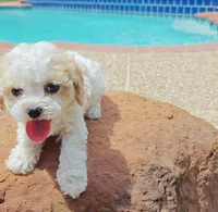 Shia, a male Cavapoo and Miniature Goldendoodle for sale in Dallas, TX – 2 of 10