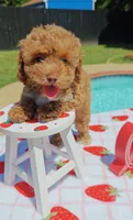 Brittany (Toy Cavapoo), a female Cavapoo and Poodle - Toy  for sale in Dallas, TX – 10 of 10