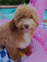 Xavier (Toy Cavapoo), a male Cavapoo and Poodle - Toy  for sale in Dallas, TX – 6 of 10