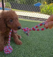 Joy (Miniature Goldendoodle-Cavapoo), a female Cavapoo and Miniature Goldendoodle for sale in Dallas, TX – 5 of 9