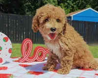 Tabitha (Micro/Petite Goldendoodle-Cavapoo), a female Cavapoo and Miniature Goldendoodle for sale in Dallas, TX – 2 of 10