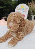 Xavier (Toy Cavapoo), a male Cavapoo and Poodle - Toy  for sale in Dallas, TX – 10 of 10
