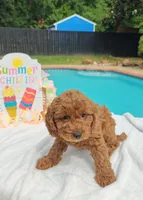 Jorie (Miniature Goldendoodle-Cavapoo), a female Cavapoo and Miniature Goldendoodle for sale in Dallas, TX – 8 of 10