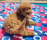 Talia, a female Cavapoo and Miniature Goldendoodle for sale in Dallas, TX – 8 of 10