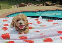 Ronni, a female Cavapoo and Miniature Goldendoodle for sale in Dallas, TX – 5 of 10