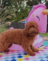 Tillie (Micro/Petite Goldendoodle-Cavapoo), a female Cavapoo and Miniature Goldendoodle for sale in Dallas, TX – 6 of 10