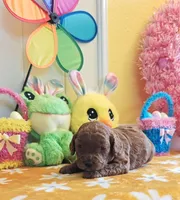 Jorie (Miniature Goldendoodle-Cavapoo), a female Cavapoo and Miniature Goldendoodle for sale in Dallas, TX – Photo 2 of 10