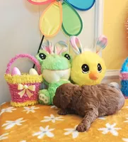 Jorie (Miniature Goldendoodle-Cavapoo), a female Cavapoo and Miniature Goldendoodle for sale in Dallas, TX – Photo 10 of 10