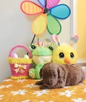 Jorie (Miniature Goldendoodle-Cavapoo), a female Cavapoo and Miniature Goldendoodle for sale in Dallas, TX – Photo 3 of 10