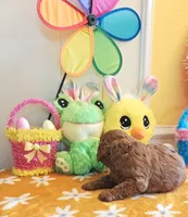 Jorie (Miniature Goldendoodle-Cavapoo), a female Cavapoo and Miniature Goldendoodle for sale in Dallas, TX – Photo 9 of 10