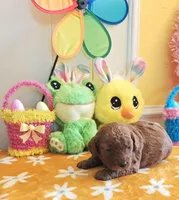 Jorie (Miniature Goldendoodle-Cavapoo), a female Cavapoo and Miniature Goldendoodle for sale in Dallas, TX – Photo 8 of 10