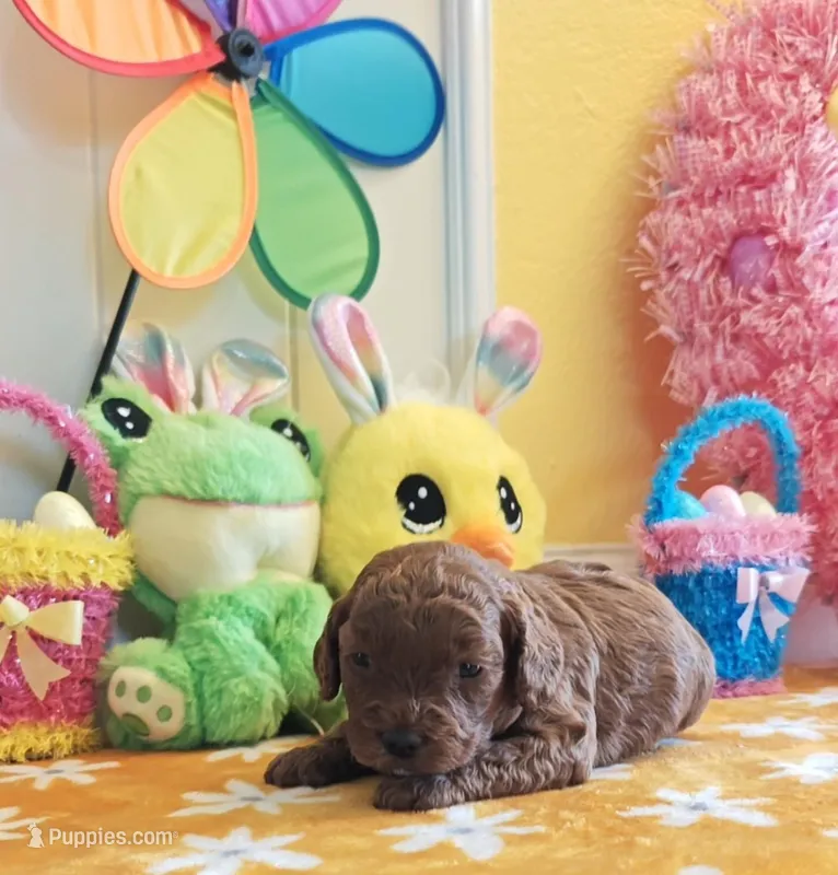 Jorie (Miniature Goldendoodle-Cavapoo) – Cavapoo, Miniature Goldendoodle puppy on hold in Dallas, TX