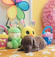 Jorie (Miniature Goldendoodle-Cavapoo), a female Cavapoo and Miniature Goldendoodle for sale in Dallas, TX – Photo 1 of 10