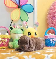 Jorie (Miniature Goldendoodle-Cavapoo), a female Cavapoo and Miniature Goldendoodle for sale in Dallas, TX – Photo 5 of 10