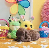 Jorie (Miniature Goldendoodle-Cavapoo), a female Cavapoo and Miniature Goldendoodle for sale in Dallas, TX – Photo 4 of 10