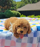 Flexible financing available ☎️817-917-0564📱, a  Cavapoo and Miniature Goldendoodle for sale in Dallas, TX – 2 of 3
