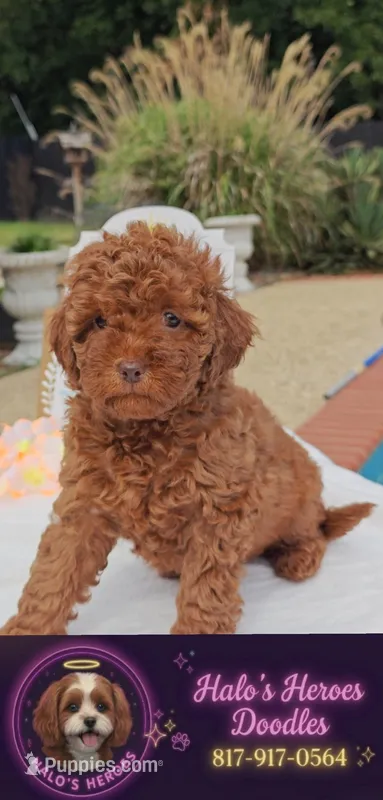 Tillie (Micro/Petite Goldendoodle-Cavapoo) – Cavapoo, Miniature Goldendoodle puppy for sale in Dallas, TX
