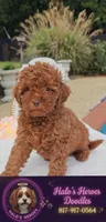 Tillie (Micro/Petite Goldendoodle-Cavapoo), a female Cavapoo and Miniature Goldendoodle for sale in Dallas, TX – 1 of 10