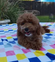 Tabitha (Micro/Petite Goldendoodle-Cavapoo), a female Cavapoo and Miniature Goldendoodle for sale in Dallas, TX – 10 of 10