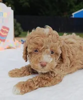Xavier (Toy Cavapoo), a male Cavapoo and Poodle - Toy  for sale in Dallas, TX – 4 of 10