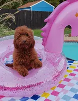 Tillie (Micro/Petite Goldendoodle-Cavapoo), a female Cavapoo and Miniature Goldendoodle for sale in Dallas, TX – 9 of 10