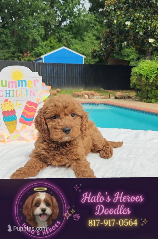 Jorie (Miniature Goldendoodle-Cavapoo) – Cavapoo, Miniature Goldendoodle puppy for sale in Dallas, TX
