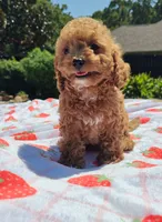 Talia, a female Cavapoo and Miniature Goldendoodle for sale in Dallas, TX – 3 of 10