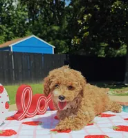 Tabitha (Micro/Petite Goldendoodle-Cavapoo), a female Cavapoo and Miniature Goldendoodle for sale in Dallas, TX – 8 of 10