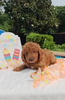 Joy (Miniature Goldendoodle-Cavapoo), a female Cavapoo and Miniature Goldendoodle for sale in Dallas, TX – 9 of 10