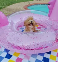 TayTay, a female Cavapoo and Poodle - Toy  for sale in Dallas, TX – 9 of 10