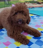 Tillie (Micro/Petite Goldendoodle-Cavapoo), a female Cavapoo and Miniature Goldendoodle for sale in Dallas, TX – 8 of 10